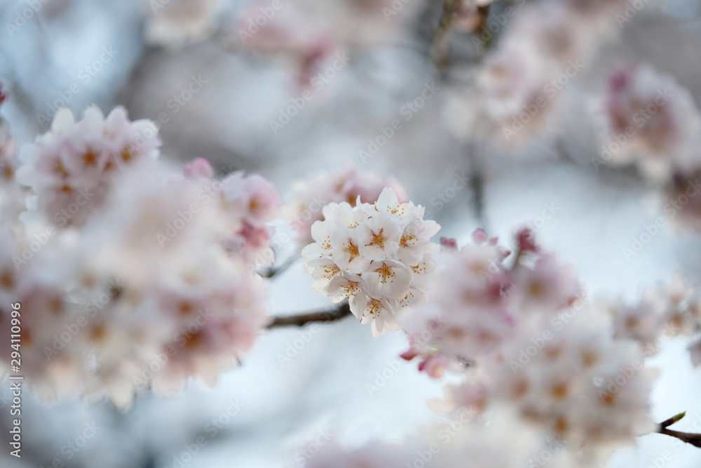 Japanese cherry blossom flowers close-up