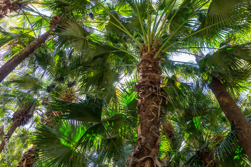 Brahea edulis palm tree jungle forrest background full screen photo