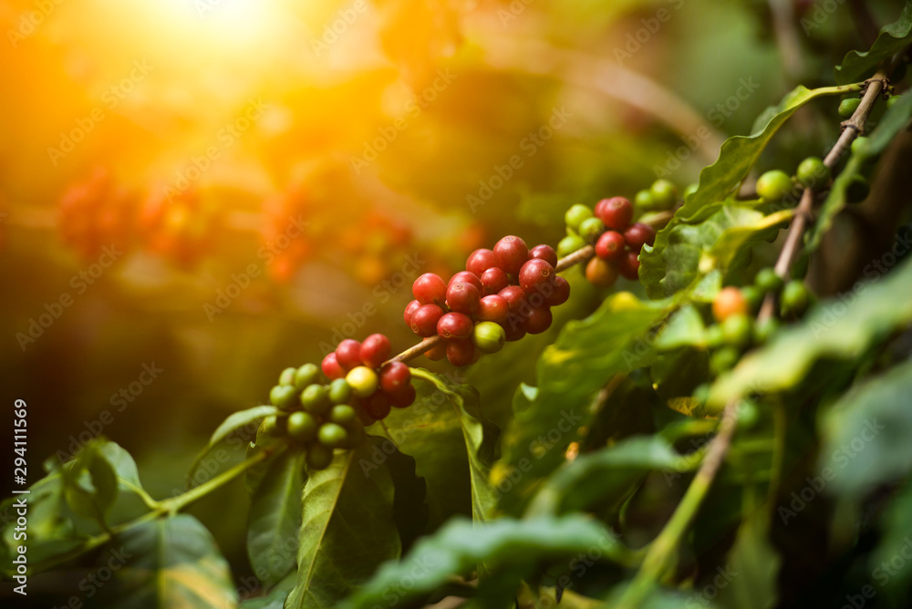 Arabica coffee tree on coffee tree, coffee bean on coffee tree planted in northern Vietnam