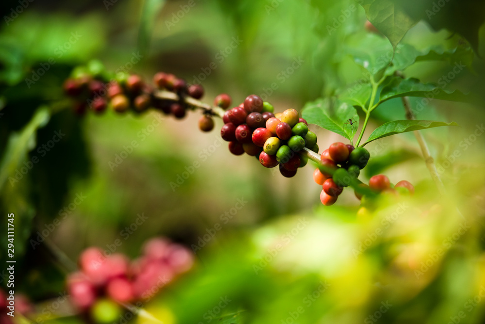 Arabica coffee tree on coffee tree, coffee bean on coffee tree planted in northern Vietnam Arabica coffee tree on coffee tree, coffee bean on coffee tree planted in northern Vietnam