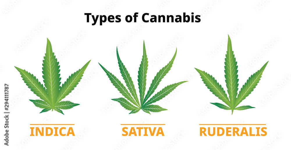Types of cannabis, marijuana leaves comparison, Vector Stock Vector