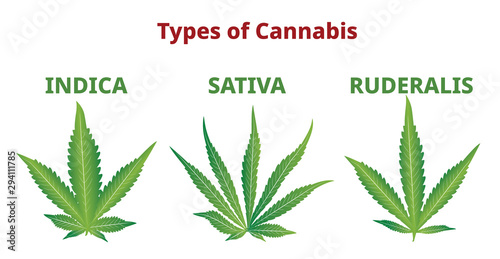 Types of cannabis, marijuana leaves comparison, Vector