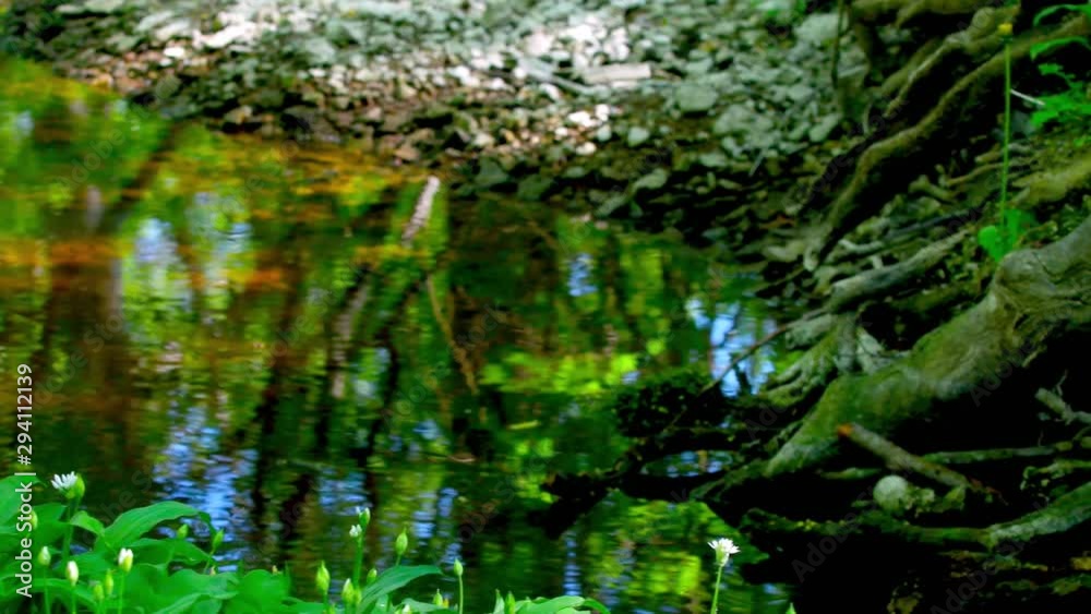 Wild garlic, Allium ursinum during spring on Gotland Wild garlic, Allium ursinum during spring on Gotland