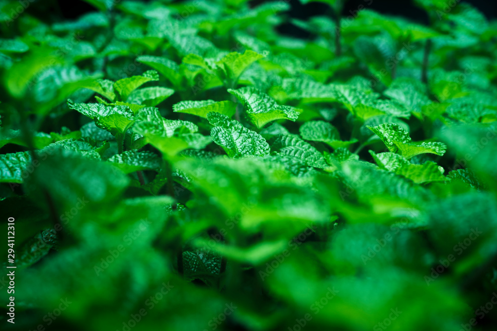 Abstract green leaves texture, nature background. Abstract green leaves texture, nature background.
