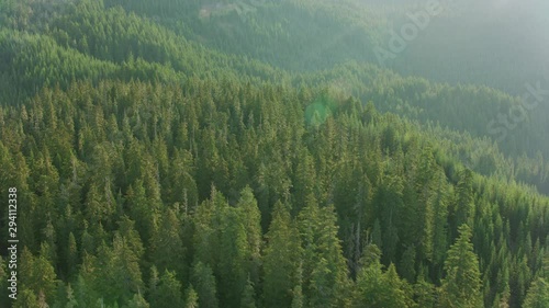 Aerial view of Forest trees photo