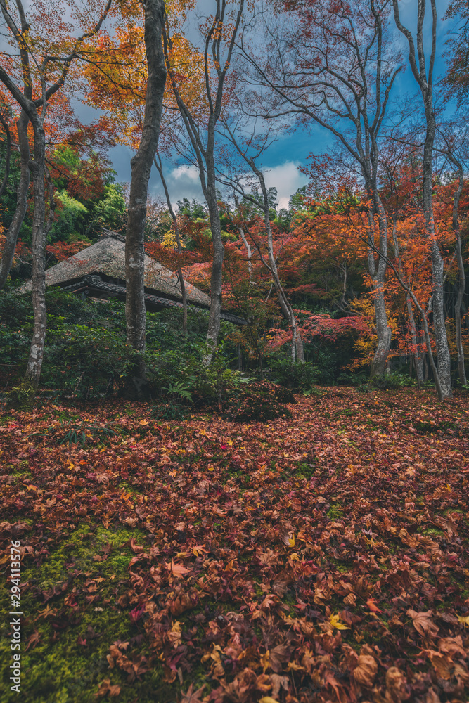 Obraz premium 京都 祇王寺の紅葉と秋景色