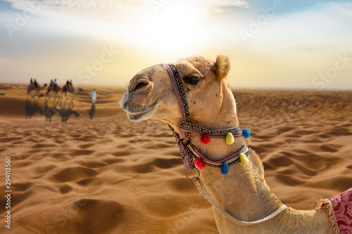 Photo Camel ride in the desert at sunset with a smiling camel head