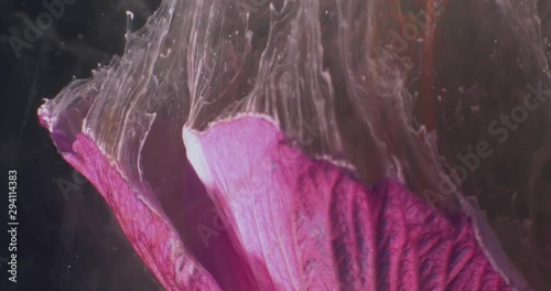 Macro video of Exotic  Flowers, Covered in Pollen on the Black Background. Closeup. Bouquet