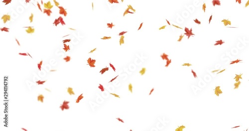 Red, orange, yellow maple leaves falling down.