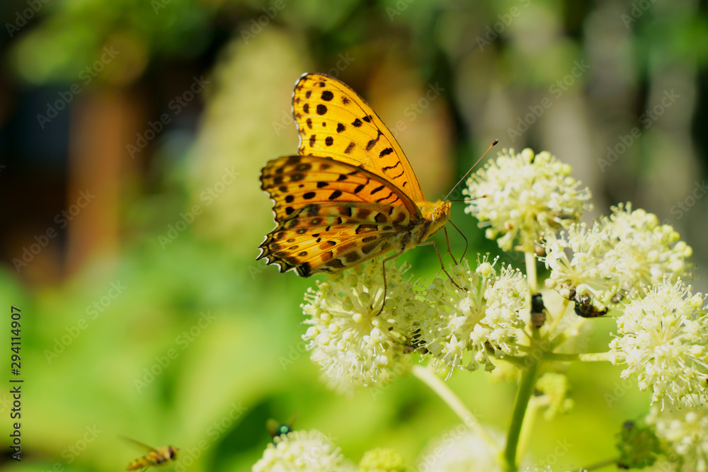Obraz premium ウドの花にツマグロヒョウモン蝶