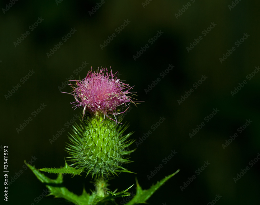 pink milk thistle flower in bloom in summer day blue petals close-up on blue natural background monochrome flowers.