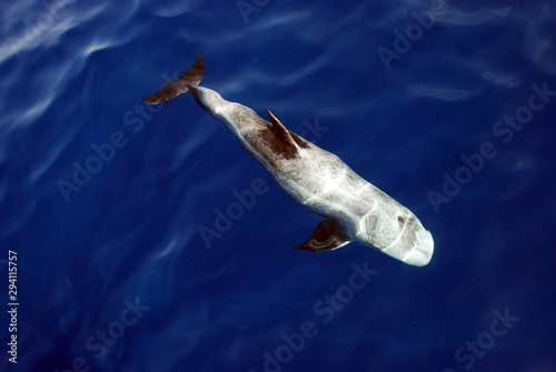 Risso's Dolphin (Grampus griseus) in the Red Sea photo