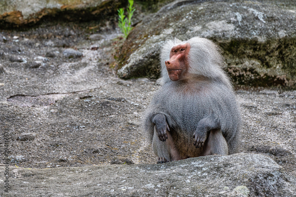 Naklejka premium The hamadryas baboon, Papio hamadryas is a species of baboon