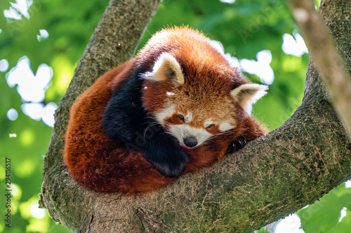 The red panda, Ailurus fulgens, also called the lesser panda.