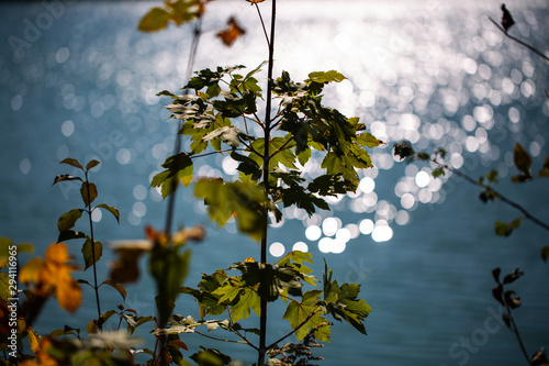 Autumn mood, colorful leaves at the lake, bokeh photo