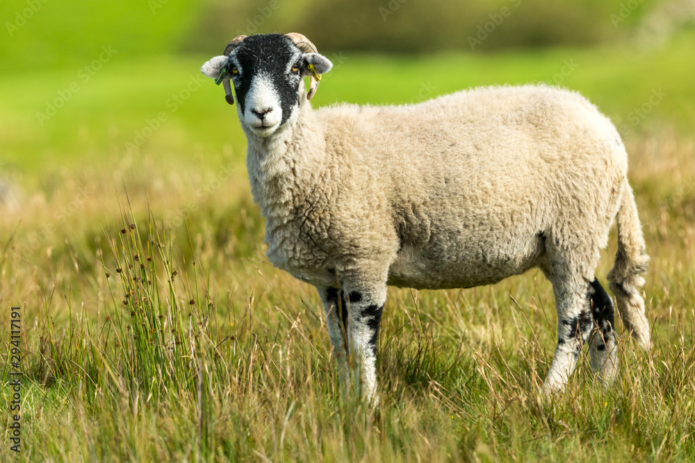 Fototapeta premium Swaledale sheep stood in rough pasture., Swaledale, North Yorkshire.. Landscape, Horizontal. Space for copy.