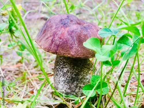 mushroom in grass
