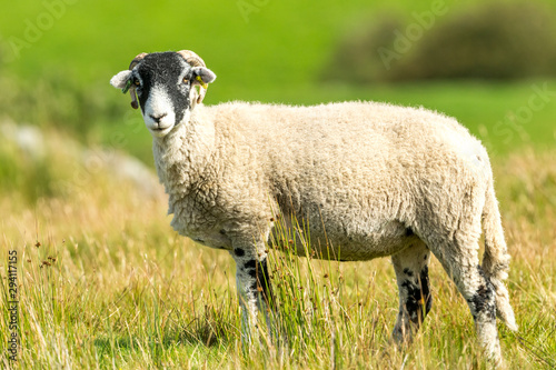 Swaledale sheep stood in moorland habitat, Swaledale, North Yorkshire. Horizontal.  Space for copy.
