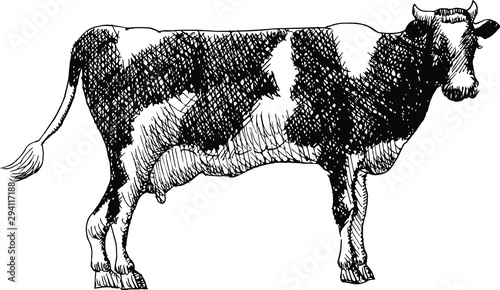 schizzo di mucca vettoriale bianco e nero