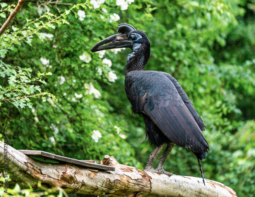 Obraz premium Abyssinian northern Ground Hornbill, Bucorvus abyssinicus strange bird