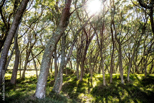 trees with sun flares 