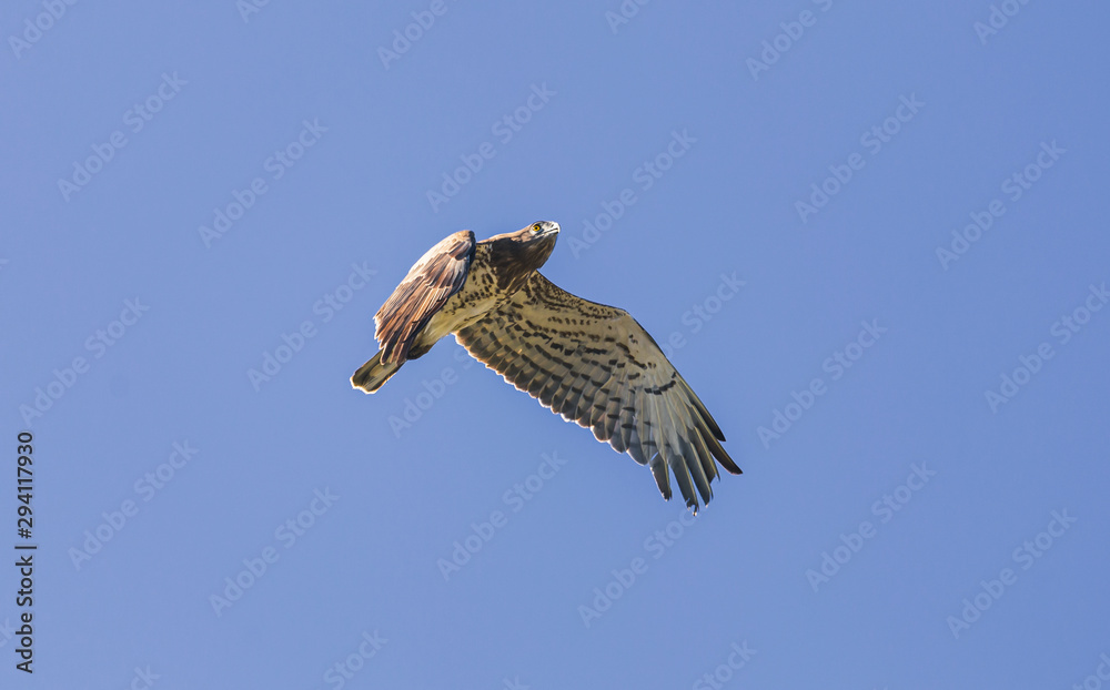 osprey in flight osprey in flight