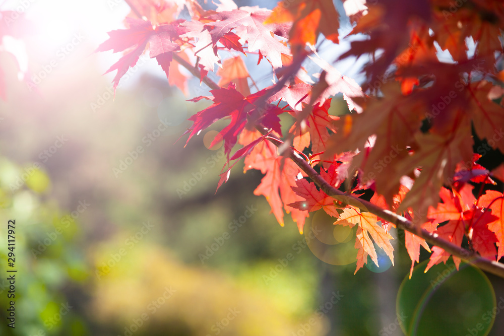 Multi-colored maple leaves.