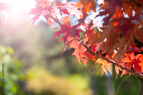 Multi-colored maple leaves.