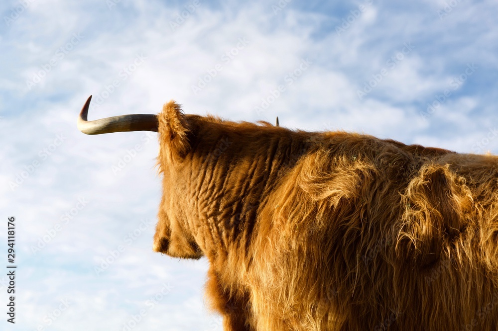 Obraz premium Highland cow