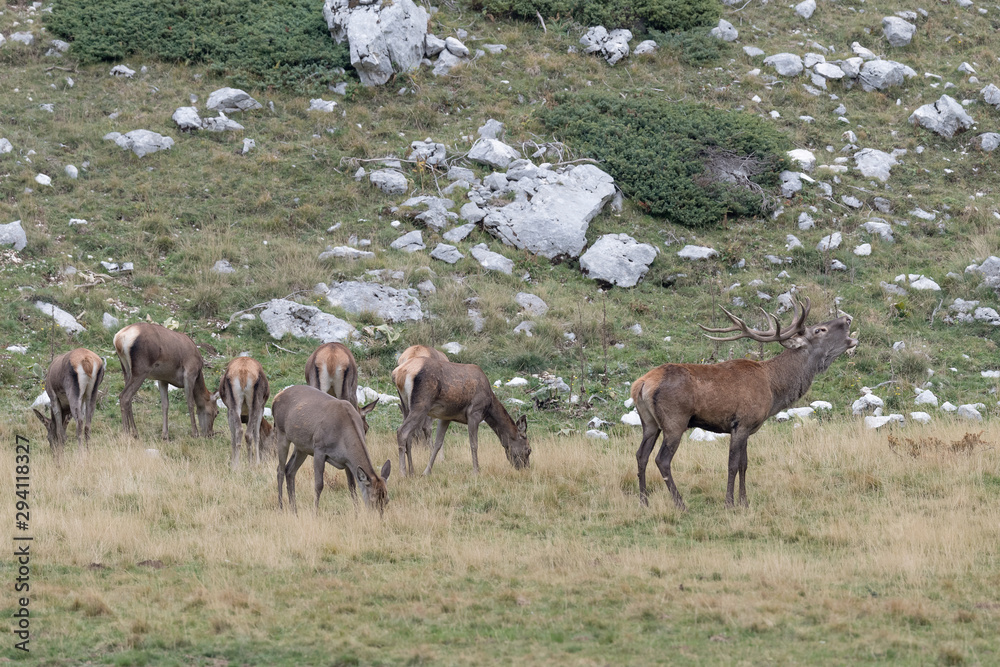 Herd of deer in Alps mountains (Cervus elaphus) Herd of deer in Alps mountains (Cervus elaphus)