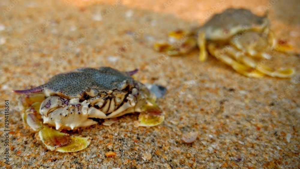 crab on the beach