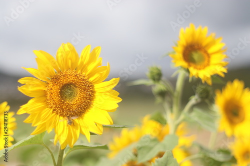 Close up sunflower field with cloudy sky