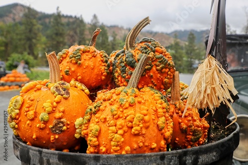 Is it a pumpkin or some kind of bumpy looking ghord? photo