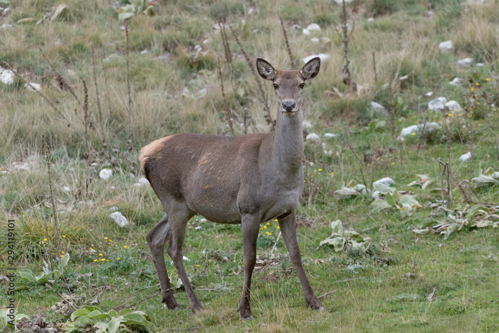 Beautiful Red deer female in clearing area (Cervus elaphus) Beautiful Red deer female in clearing area (Cervus elaphus)