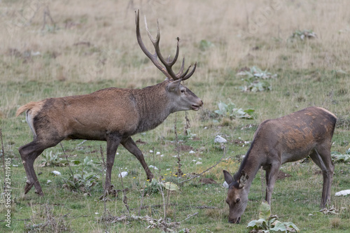 Male and female of Red deer in rutting season  Cervus elaphus 