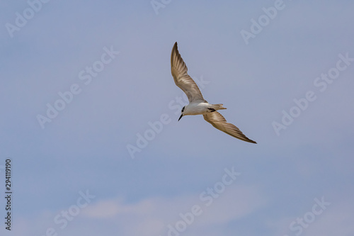 Whiskered Tern are finding food 