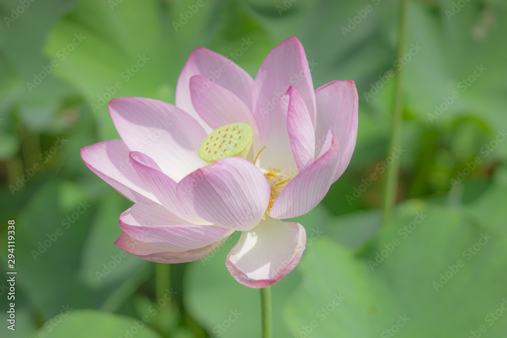 Obraz premium 蓮の花