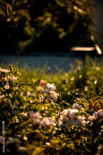 flowers in garden © Urtzi