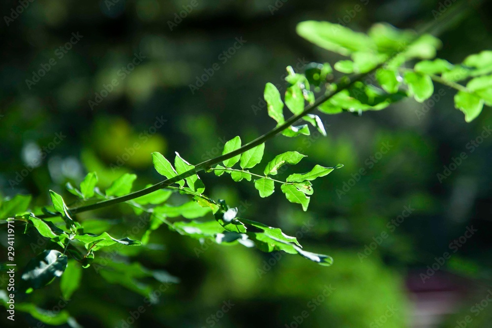 Obraz premium みずみずしい植物のクローズアップ