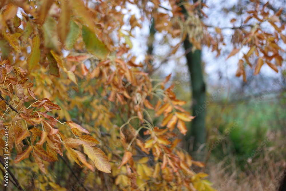 autumn leaves with raindrops in the rain in the wind at dusk