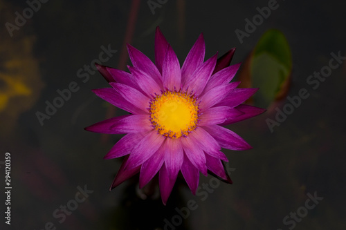 Purple lotus flower and morning sun