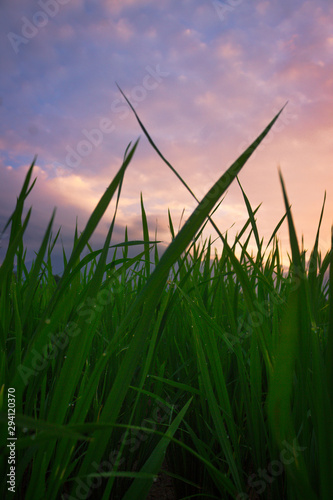 beauty morning in rice fields with dew  beauty sky sunrise moment in Bengkulu  Asia