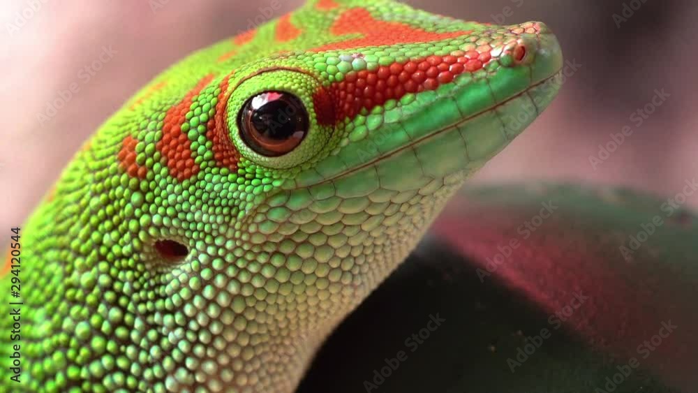 Macro view of giant day gecko as it moves its eyes and slowly turns its head.