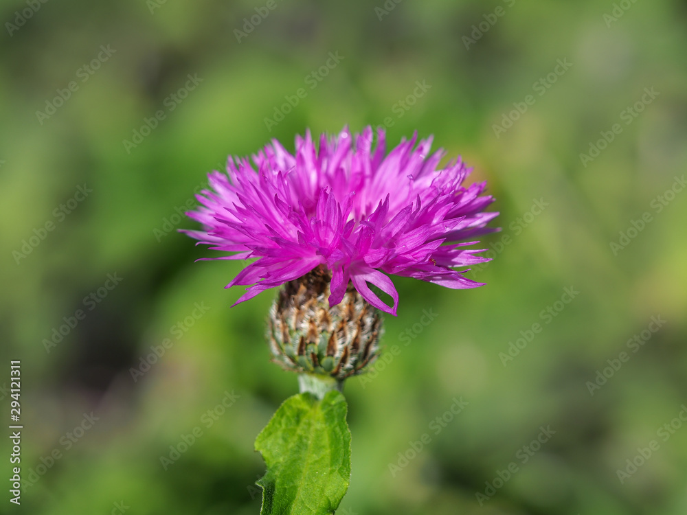 Pink cornflower (Centaurea cyanus) newly opened bud Pink cornflower (Centaurea cyanus) newly opened bud
