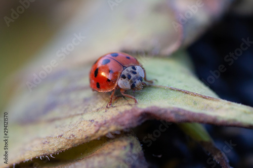 Bright red dotted ladybug on ripe black sunflower seeds in a farmer's field in summer. Ladybug - bug. Natural insecticide that destroys pests of crops. A closeup of a ladybug.