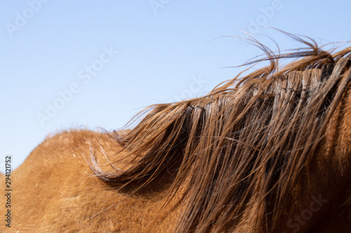 Foto horse hair