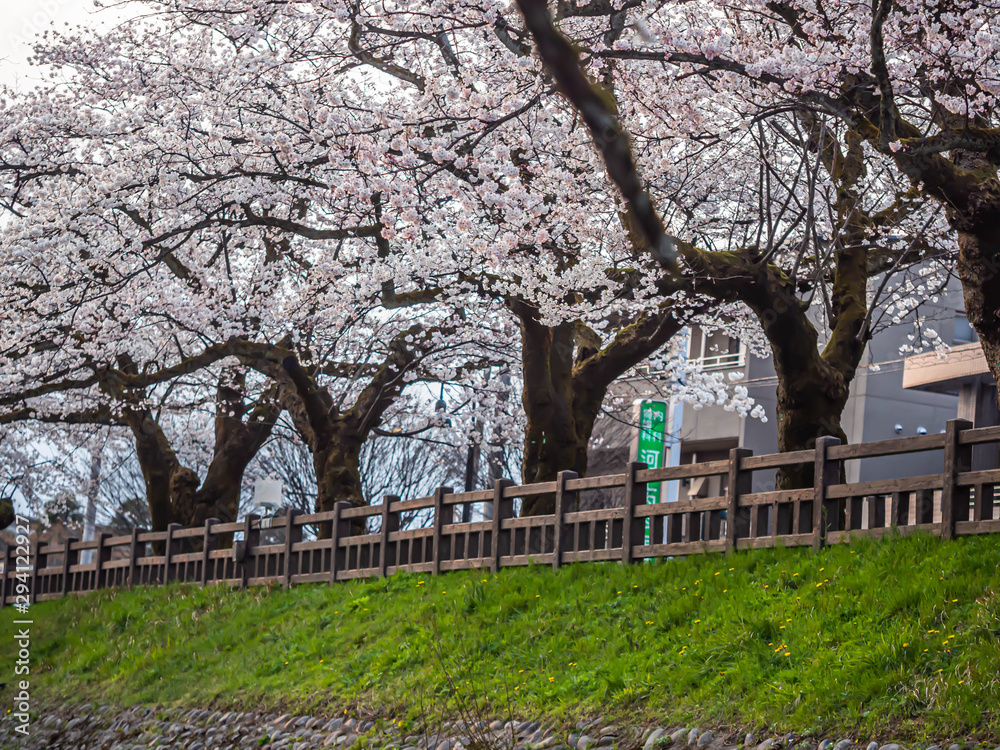 Cherry blossom season. Sakura flower blooming on the hill along the pavement with wooden fence and green grass. Cherry blossom season. Sakura flower blooming on the hill along the pavement with wooden fence and green grass.