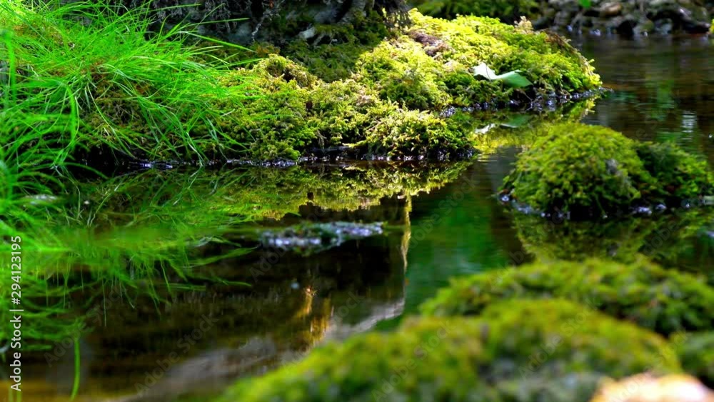 Small stream in the woods during summertime in Sweden Small stream in the woods during summertime in Sweden