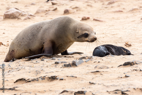 South African Fur Seal female with her baby at Cape Cross Seal Reserve, Namibia, Africa