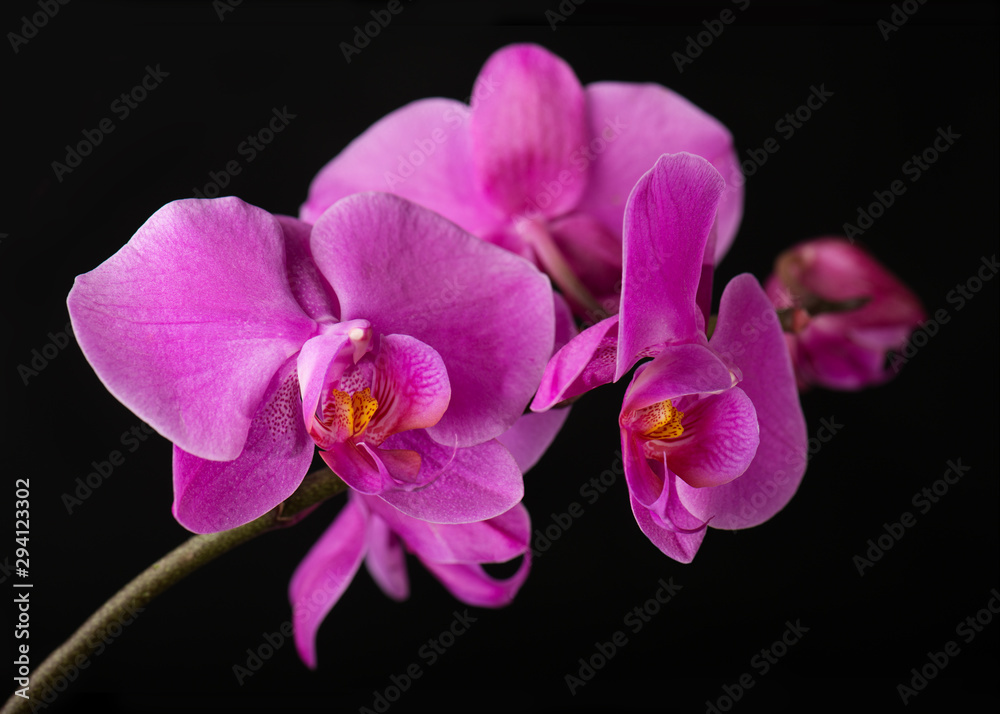 Fototapeta premium Flower arrangement of orchids.